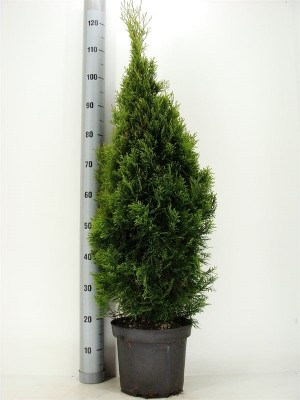 Thuja occ.smaragd