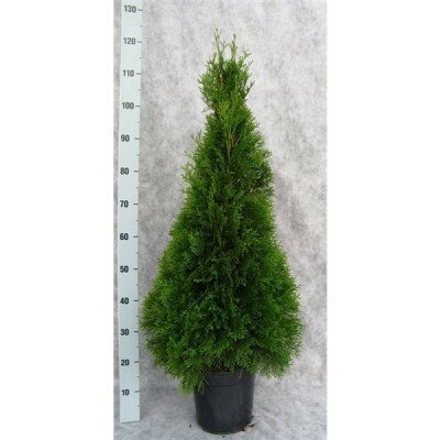 Thuja occ.smaragd