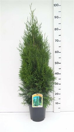 Thuja occ. 'Smaragd' 60-80CM