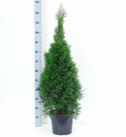 Thuja occ. 'Smaragd'  80-100 CM