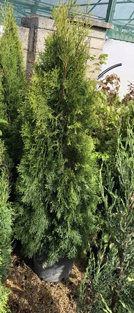 THUJA OCCIDENTALIS SMARAGD