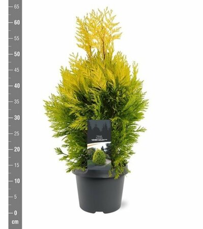 Thuja plic. '4-ever Goldy' 40-50 CM