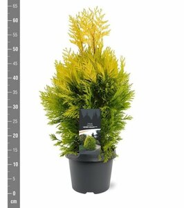 Thuja plic. '4-ever Goldy' 40-50 CM