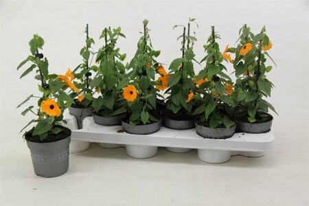 Thunbergia alata(orange)