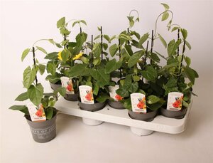 Thunbergia alata(yellow)