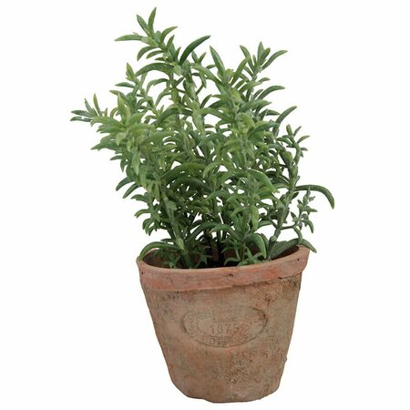 Thyme in AT pot S