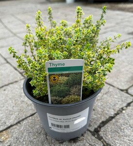 THYMUS cit. Aureus (Thyme)