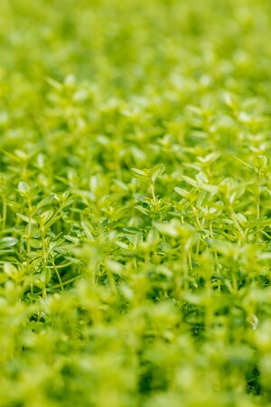 THYMUS cit. Bertram Anderson (Thyme)