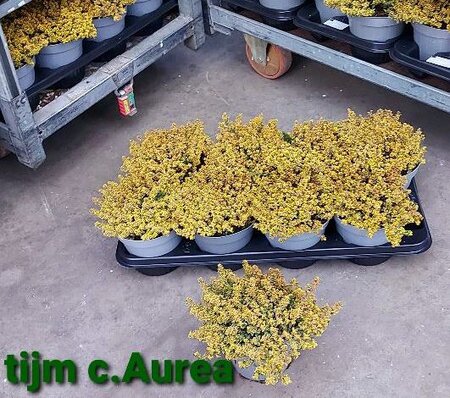 Thymus citriod. 'Aureus'