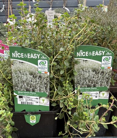 Thymus citrodorus 'Silver Queen'