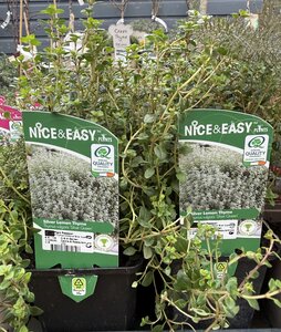 Thymus citrodorus 'Silver Queen'