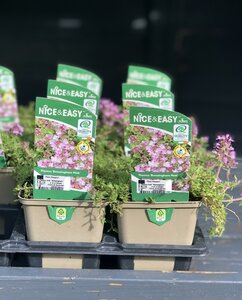 Thymus doef. 'Bressingham' Pink