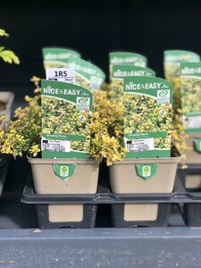 Thymus 'Doone Valley'