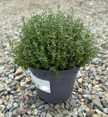 Thymus faustini