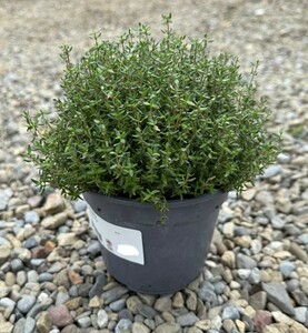 Thymus faustini
