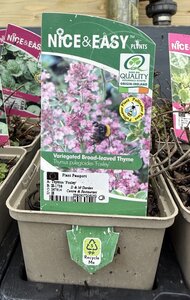 Thymus 'Foxley'