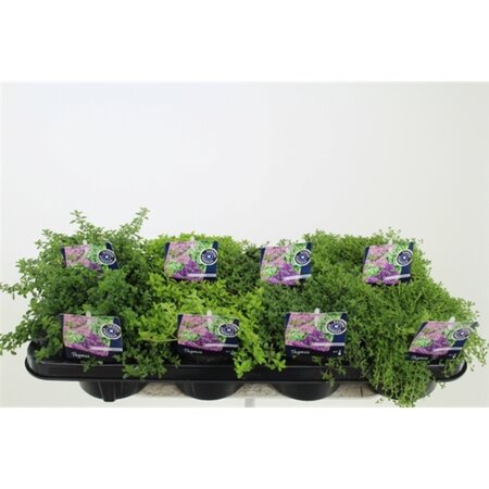 Thymus  mixed
