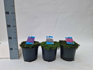 Thymus praecox mix