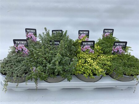 Thymus praecox mix