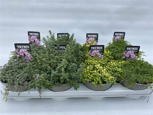 Thymus praecox mix P14