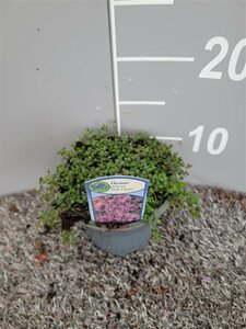 Thymus praecox 'Pink Chintz'
