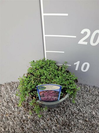 Thymus praecox 'Pink Chintz'