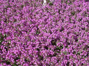 THYMUS serpyllum (Thyme)