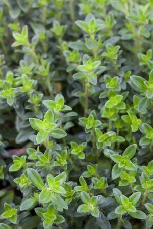 Thymus vulg. 'Compacta'