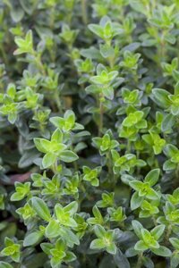 Thymus vulg. 'Compacta'