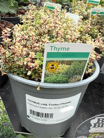 THYMUS vulg. Foxley (Thyme)