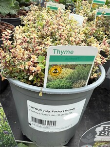 THYMUS vulg. Foxley (Thyme)