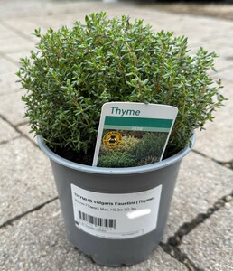 THYMUS vulgaris Faustini (Thyme)