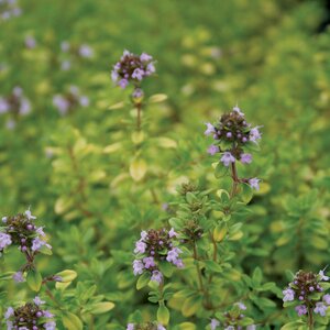 Thymus x c. 'Archer's Gold'