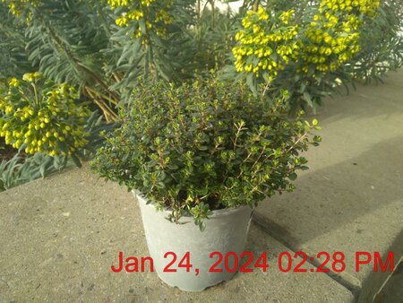 THYMUS x cit. Lemon (Thyme)
