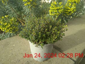 THYMUS x cit. Lemon (Thyme)