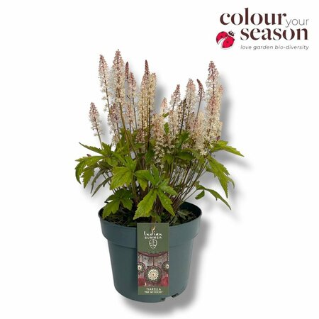 Tiarella 'Pink Skyrocket'