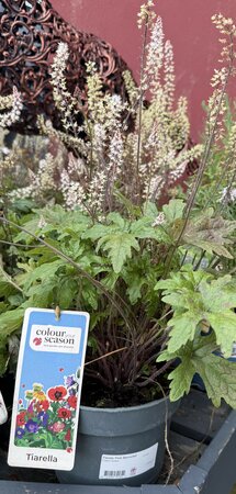 Tiarella 'Pink Skyrocket'