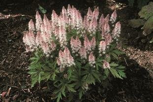 Tiarella 'Pink Skyrocket'