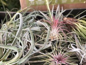Tillandsia, Airplants mix / 8 CM