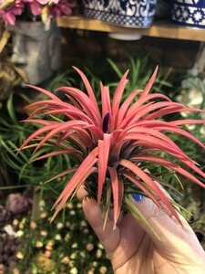 Tillandsia creative(air plants Red