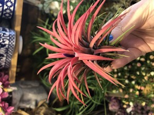 Tillandsia creative(air plants Red
