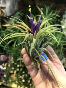 Tillandsia creative(air plants green