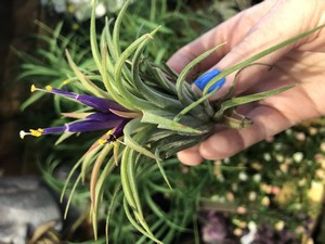 Tillandsia creative(air plants green