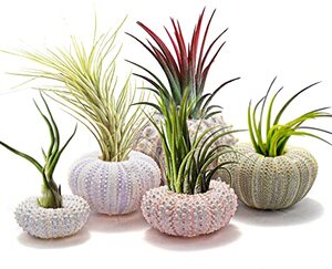Tillandsia ionantha, Airplant / Shell