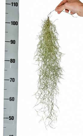 Tillandsia  usneoides