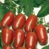 Tomato (Plum) Agro F1 (Organic)