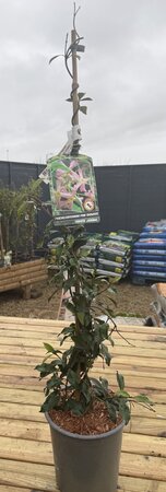 TRACHELOSPERMUM J. PINK SHOWERS