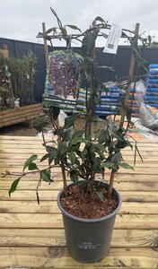 TRACHELOSPERMUM J. WINTER RUBY