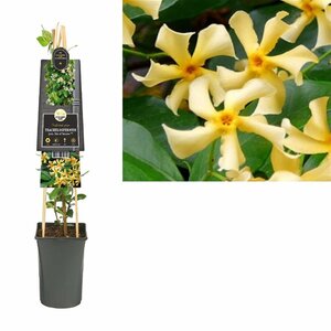 Trachelospermum jasm. 'Star of Toscane'