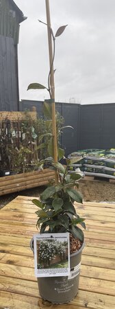 TRACHELOSPERMUM JASMINOIDES